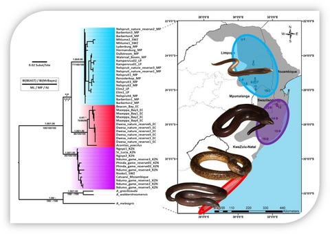Unexpected phylogenetic relationships within the world's largest limbless skink species (Acontias plumbeus) highlight the need for a review of the taxonomic status of Acontias poecilus