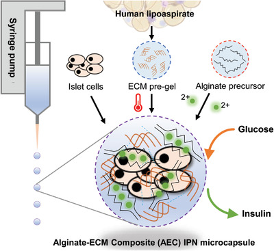 Interpenetrating Network of Alginate–Human Adipose Extracellular Matrix Hydrogel for Islet Cells Encapsulation