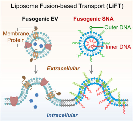 A Biomimetic Approach for Spatially Controlled Cell Membrane Engineering Using Fusogenic Spherical Nucleic Acid