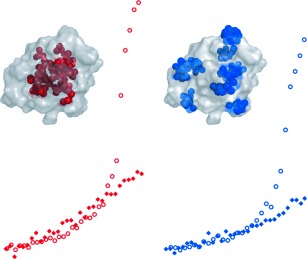 Protein Surface and Core Dynamics Show Concerted Hydration-Dependent Activation