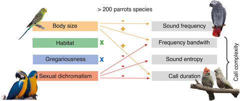 Body size and sexual selection shaped the evolution of parrot calls