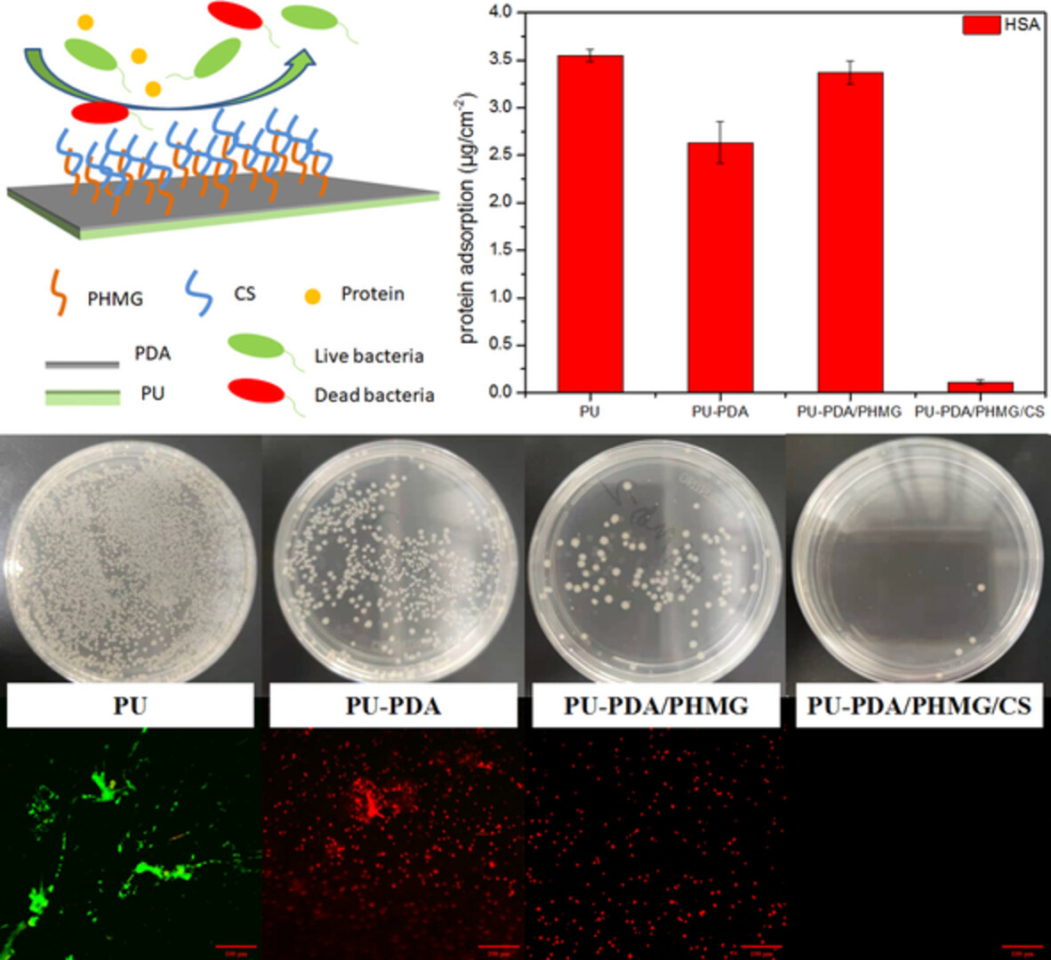 Construction of antifouling and antibacterial polyhexamethylguanidine/chondroitin sulfate coating on polyurethane surface based on polydopamine rapid deposition