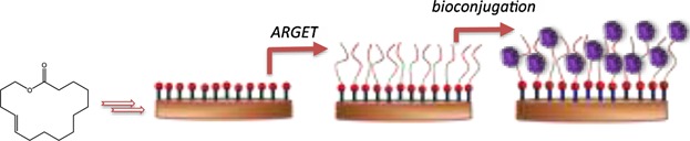 Functional Brush-Decorated Poly(globalide) Films by ARGET-ATRP for Bioconjugation
