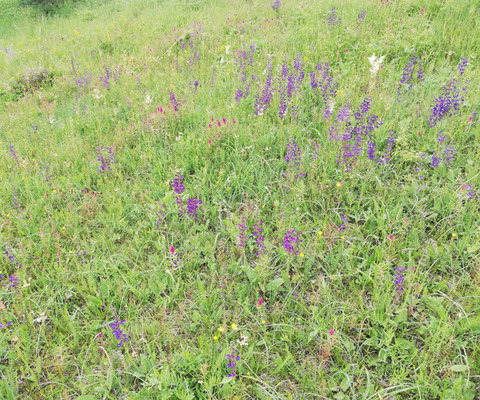 Diversity of wet and mesic grasslands along a climatic gradient on the southern margin of the Pannonian Basin