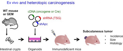 Shortcuts to intestinal carcinogenesis by genetic engineering in organoids
