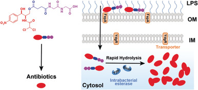 Diglycine Enables Rapid Intrabacterial Hydrolysis for Activating Anbiotics against Gram-negative Bacteria