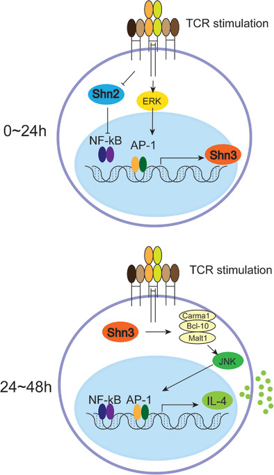 Schnurri 3 promotes Th2 cytokine production during the late phase of T-cell antigen stimulation