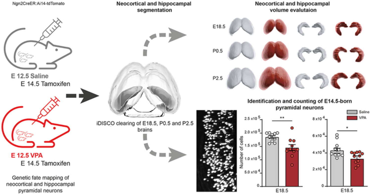 Prenatal reduction of E14.5 embryonically fate-mapped pyramidal neurons in a mouse model of autism