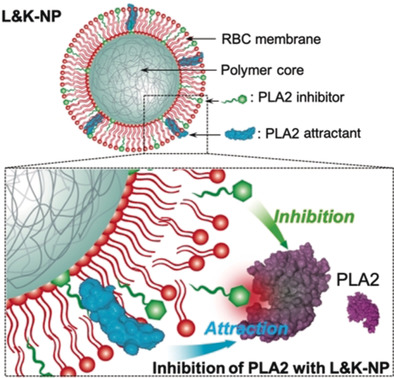 A Biomimetic Nanoparticle to “Lure and Kill” Phospholipase A2