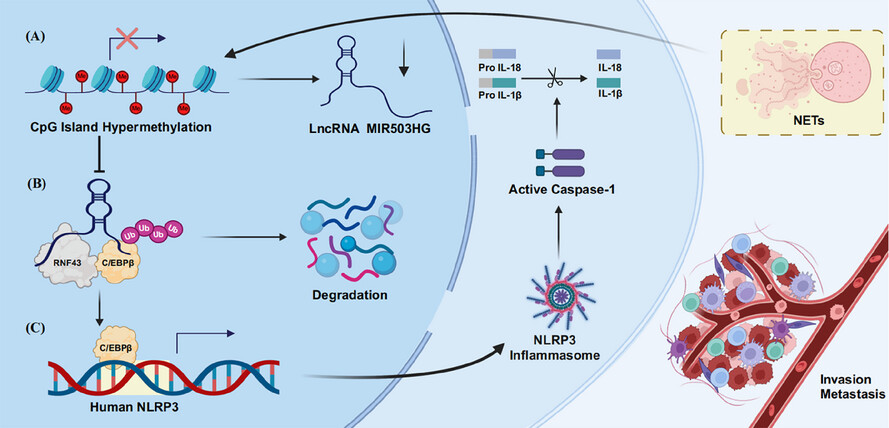 LncRNA MIR503HG regulates NETs-mediated NLRP3 inflammasome activation and NSCLC metastasis by enhancing the ubiquitination of C/EBPβ