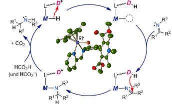 Bio-Inspired Catalytic Imine Reduction by Rhodium Complexes with Tethered Hantzsch Pyridinium Groups: Evidence for Direct Hydride Transfer from Dihydropyridine to Metal-Activated Substrate