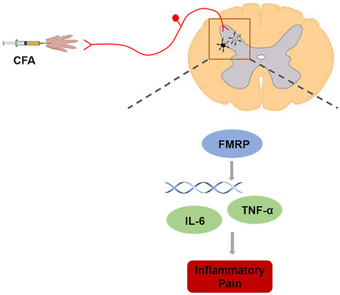 Fragile X mental retardation protein-regulated proinflammatory cytokine expression in the spinal cord contributes to the pathogenesis of inflammatory pain induced by complete Freund's adjuvant