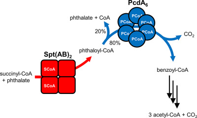 Evolution of a xenobiotic degradation pathway: formation and capture of the labile phthaloyl-CoA intermediate during anaerobic phthalate degradation