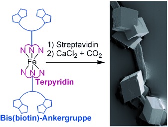 Hierarchical Self-Assembly of One-Dimensional Streptavidin Bundles as a Collagen Mimetic for the Biomineralization of Calcite