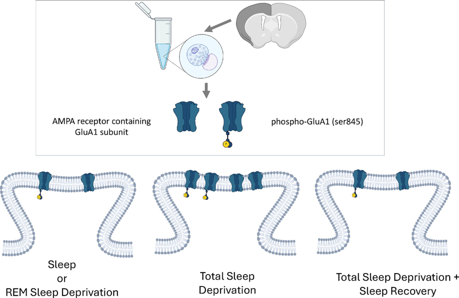 Effects of non-rapid eye movement sleep on the cortical synaptic expression of GluA1-containing AMPA receptors