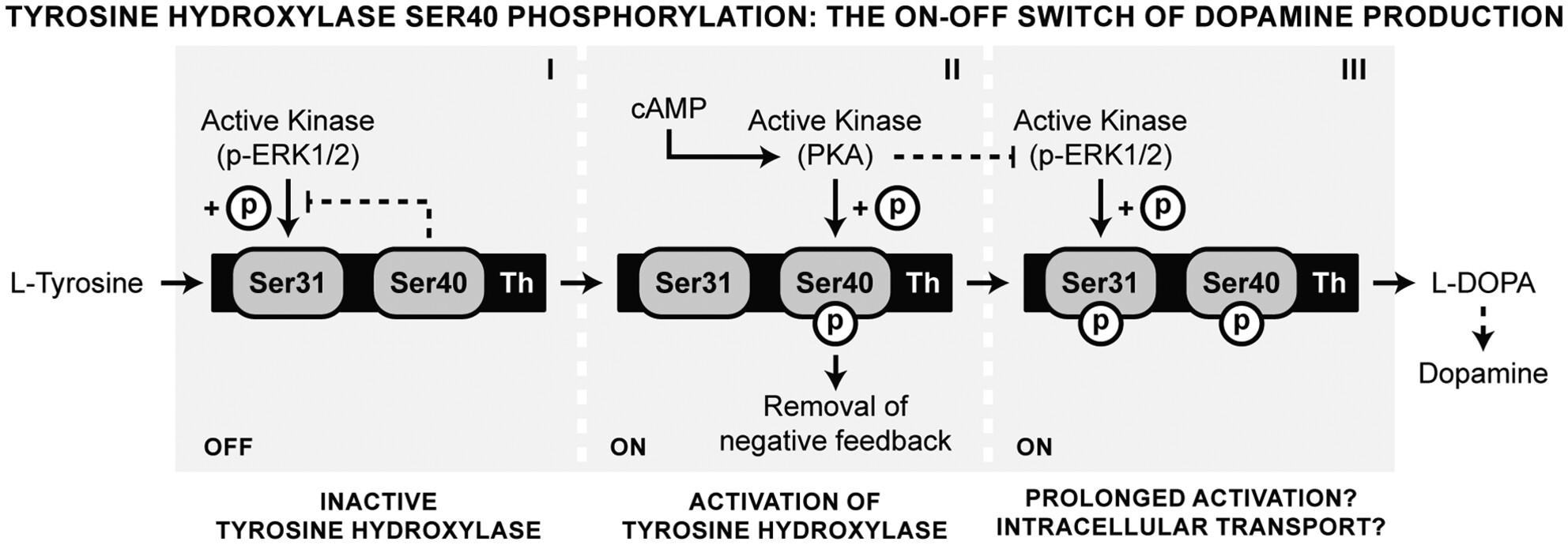 Tyrosine hydroxylase phosphorylation is under the control of serine 40