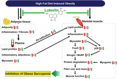 Luteolin Protects Against Obese Sarcopenia in Mice with High-Fat Diet-Induced Obesity by Ameliorating Inflammation and Protein Degradation in Muscles