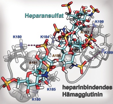 Structure of the Complex between a Heparan Sulfate Octasaccharide and Mycobacterial Heparin-Binding Hemagglutinin