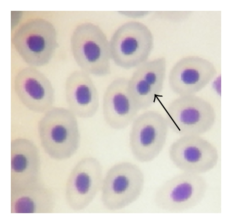 Details are in the caption following the image