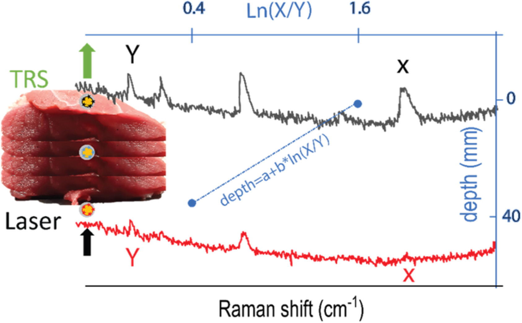 Determination of inclusion depth in ex vivo animal tissues using surface enhanced deep Raman spectroscopy
