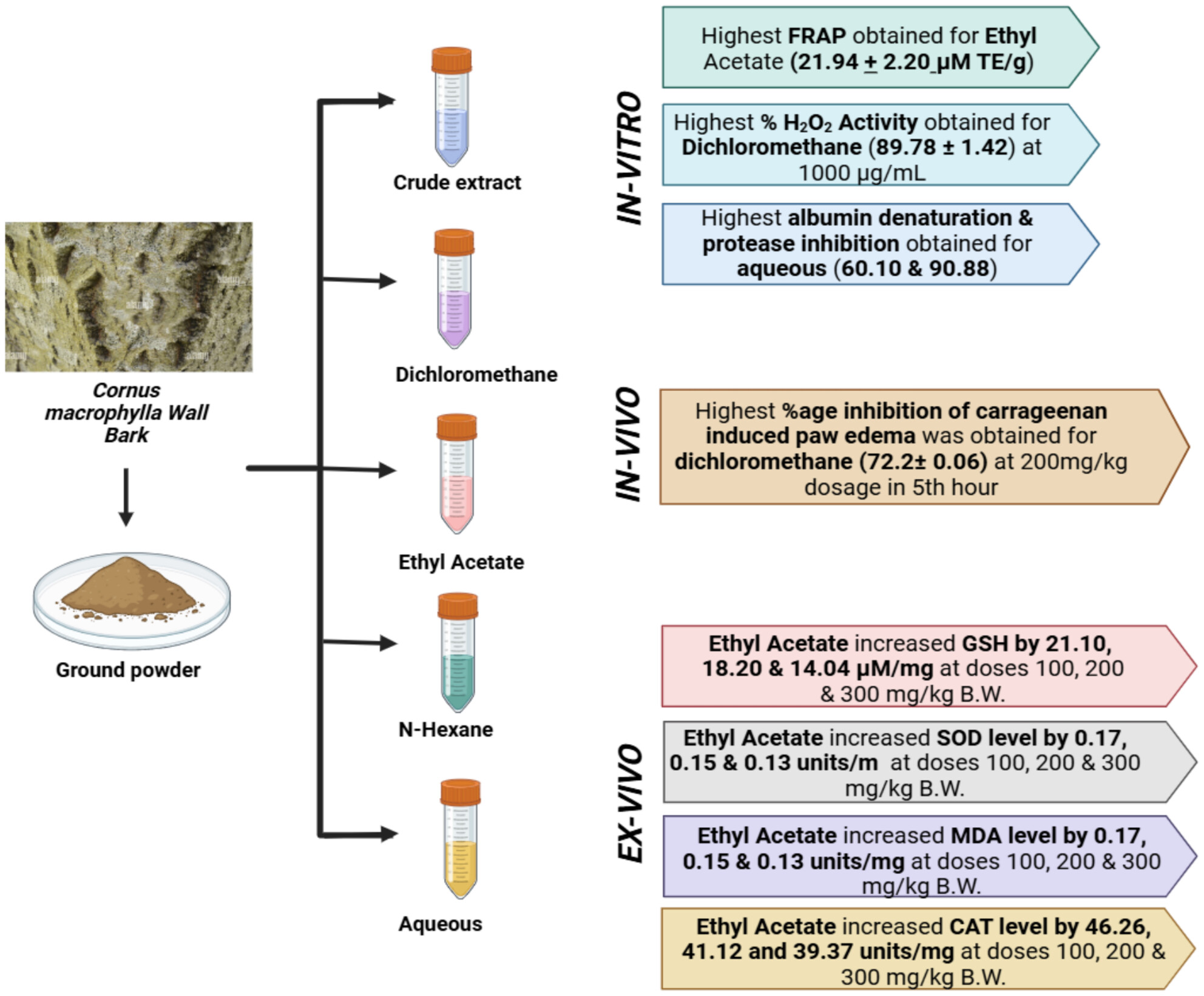 Assessment of Preclinical Antioxidative and Anti-Inflammatory Activities of Cornus macrophylla Wall. Bark