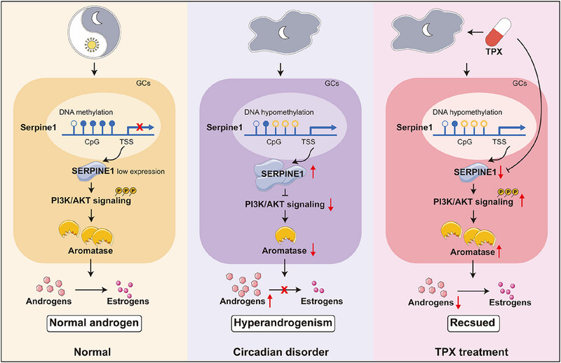 Hypomethylation-Triggered SERPINE1 (Serpin Family E Member 1) Exacerbates Polycystic Ovary Syndrome with Hyperandrogenism Induced by Circadian Disruption