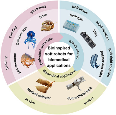 Bioinspired Soft Robots with Integrated Biological Motion Mechanisms and Rigid–Flexible Coupling Systems