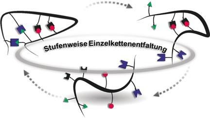 Chemisch gesteuerte schrittweise Entfaltung von Einzelketten- Nanopartikeln