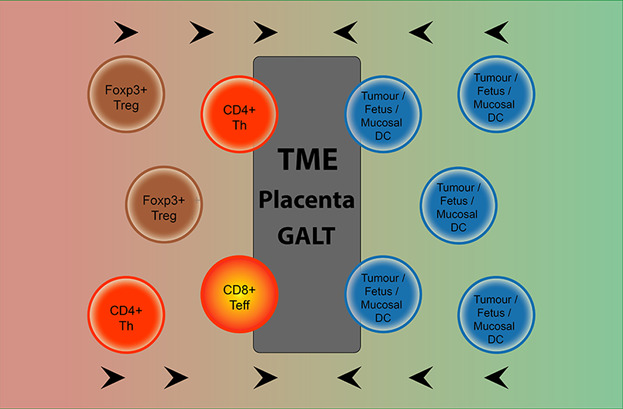 Understanding Immune Tolerance of Cancer: Re-Purposing Insights from Fetal Allografts and Microbes Issue 8, 2018