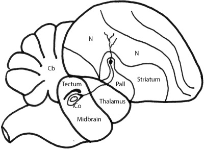 Dorsal pallidal neurons directly link the nidopallium and midbrain in the zebra finch (Taeniopygia guttata)