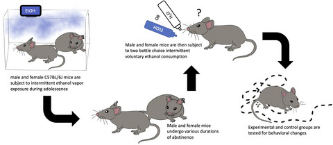 Adolescent intermittent ethanol exposure induces sex-dependent divergent changes in ethanol drinking and motor activity in adulthood in C57BL/6J mice