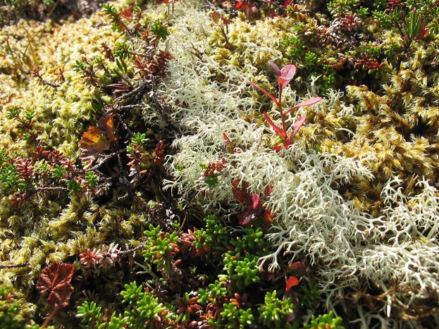 Mapping nutrient resorption efficiencies of subarctic cryptogams and seed plants onto the Tree of Life