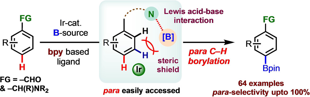 Sterically Controlled Lewis Acid−Base Interaction Toward para-Selective Borylation of Aromatic Aldimines and Benzylamines