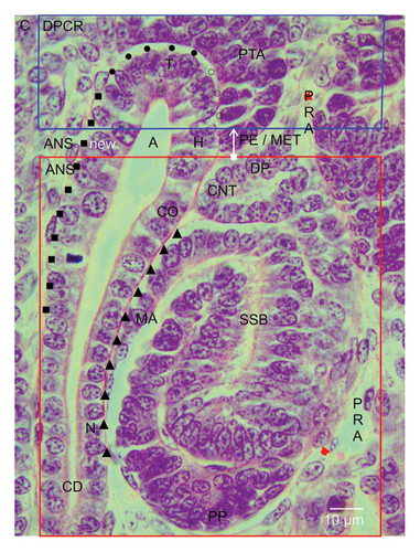 Details are in the caption following the image Details are in the caption following the image