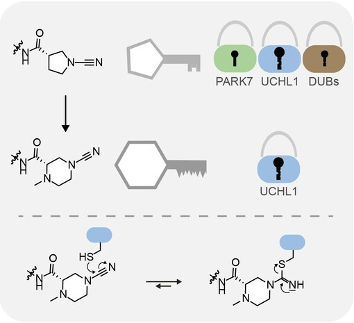 N-Cyanopiperazines as Specific Covalent Inhibitors of the Deubiquitinating Enzyme UCHL1