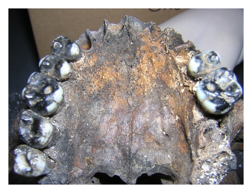 Details are in the caption following the image Details are in the caption following the image