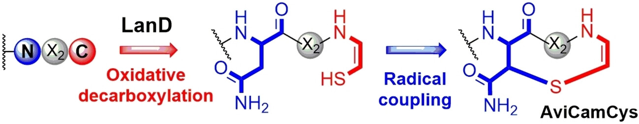 Association of Radical Chemistry with LanD Flavoprotein Activity for C-Terminal Macrocyclization of a Ribosomal Peptide by Formation of an Unsaturated Thioether Residue