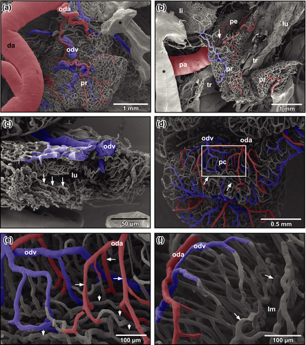 Details are in the caption following the image Details are in the caption following the image
