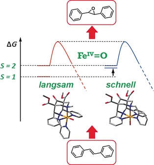 A Bispidine Iron(IV)–Oxo Complex in the Entatic State