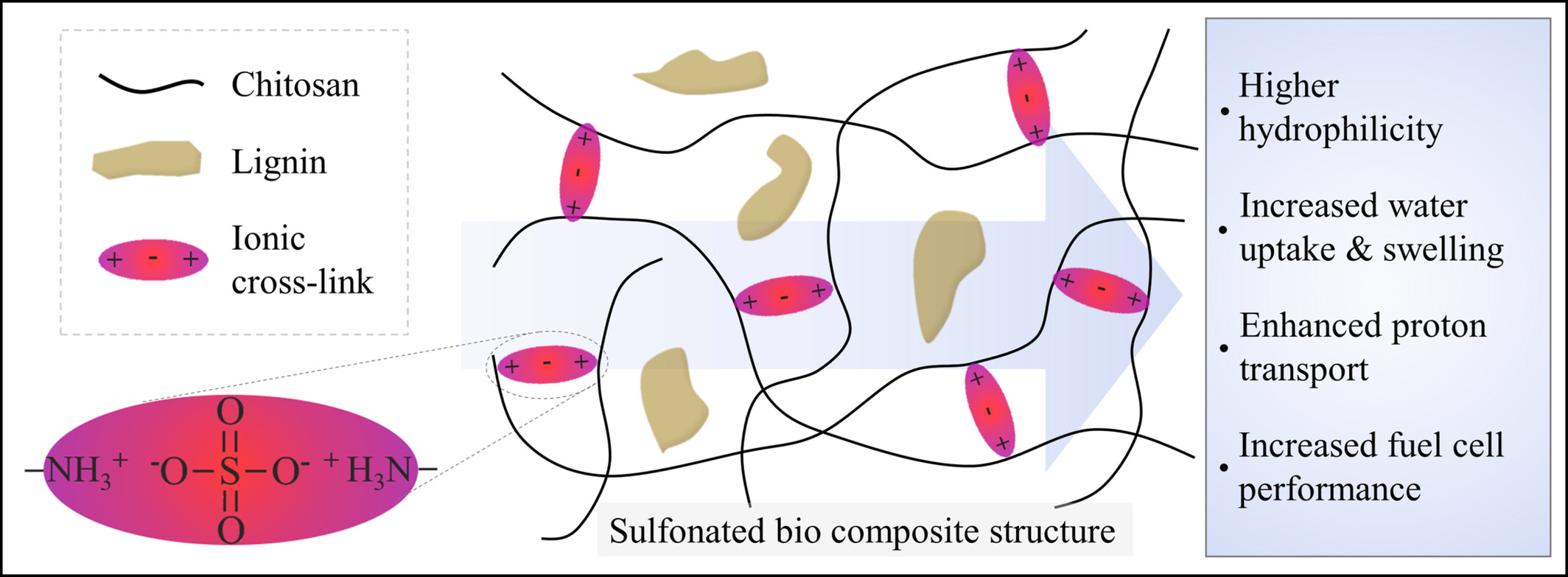 Enhanced Conductivity of Chitosan Composite Membranes With Fractionated Kraft and Organosolv Lignin