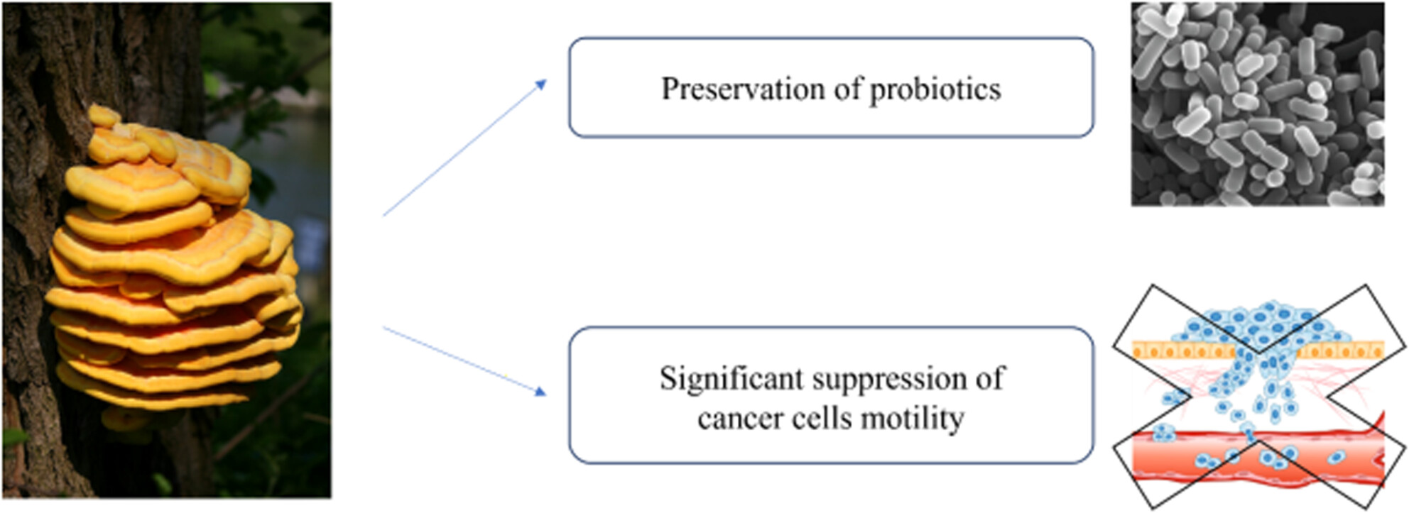 Anticancer assessment and antibiofilm potential of Laetiporus sulphureus mushroom originated from Serbia