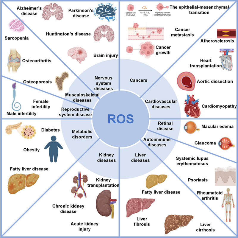 Oxidative Stress: Signaling Pathways, Biological Functions, and Disease