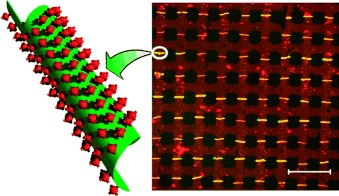 Functional DNA Nanotube Arrays: Bottom-Up Meets Top-Down
