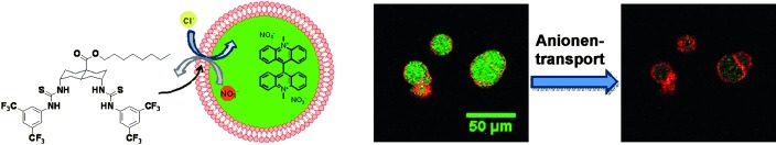 Visualization and Quantification of Transmembrane Ion Transport into Giant Unilamellar Vesicles