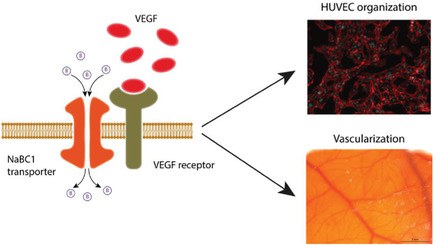 Simultaneous Boron Ion-Channel/Growth Factor Receptor Activation for Enhanced Vascularization