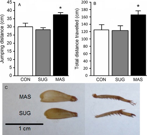 A multi-ingredient athletic supplement disproportionately enhances hind leg musculature, jumping performance, and spontaneous locomotion in crickets (Acheta domesticus)