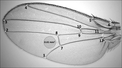 Flies evolved small bodies and cells at high or fluctuating temperatures