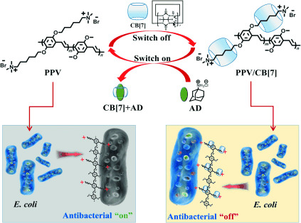 A Supramolecular Antibiotic Switch for Antibacterial Regulation