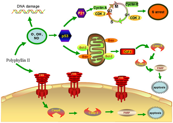 Apoptosis in HepaRG and HL-7702 cells inducted by polyphyllin II through caspases activation and cell-cycle arrest