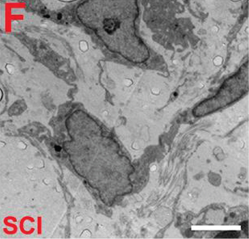 Details are in the caption following the image